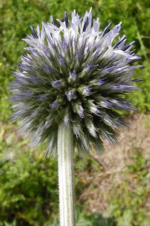 Echinops sphaerocephalus \ Drsenblttrige Kugeldistel, Rundkpfige Kugeldistel, D Rheinhessen, Wöllstein 9.8.2014