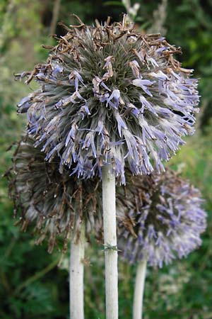 Echinops exaltatus \ Drsenlose Kugeldistel / Russian Globe Thistle, Tall Globe Thistle, D Rheinhessen, Frei-Laubersheim 17.8.2014