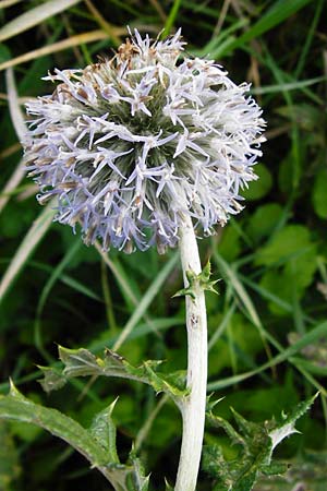 Echinops exaltatus \ Drsenlose Kugeldistel, D Rheinhessen, Frei-Laubersheim 17.8.2014