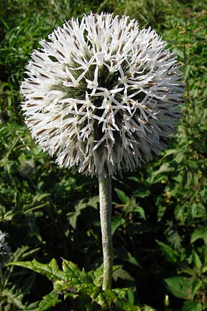 Echinops exaltatus \ Drsenlose Kugeldistel, D Rheinhessen, Frei-Laubersheim 17.8.2014