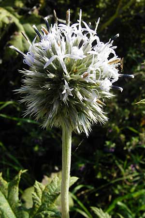 Echinops exaltatus \ Drsenlose Kugeldistel / Russian Globe Thistle, Tall Globe Thistle, D Rheinhessen, Frei-Laubersheim 17.8.2014