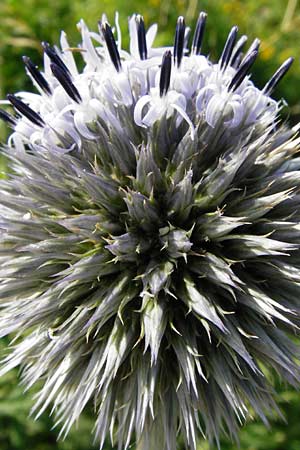 Echinops exaltatus \ Drsenlose Kugeldistel / Russian Globe Thistle, Tall Globe Thistle, D Rheinhessen, Frei-Laubersheim 17.8.2014