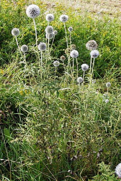 Echinops exaltatus \ Drsenlose Kugeldistel / Russian Globe Thistle, Tall Globe Thistle, D Rheinhessen, Frei-Laubersheim 17.8.2014