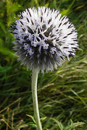 Echinops exaltatus \ Drsenlose Kugeldistel / Russian Globe Thistle, Tall Globe Thistle, D Rheinhessen, Frei-Laubersheim 17.8.2014