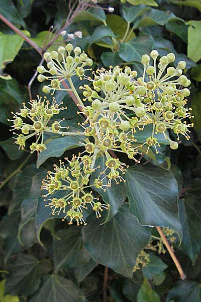 Hedera helix, Ivy