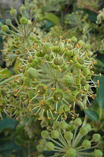 Hedera helix / Ivy, D Hirschhorn 24.9.2006