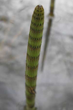 Equisetum fluviatile \ Teich-Schachtelhalm / Water Horsetail, D Günzburg 18.4.2009