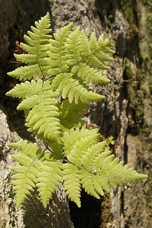 Gymnocarpium robertianum \ Ruprechts-Farn / Limestone Fern, D Weinheim an der Bergstraße 24.4.2009