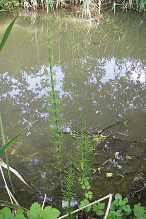 Equisetum fluviatile \ Teich-Schachtelhalm / Water Horsetail, D Günzburg 22.5.2009