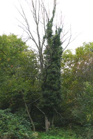 Hedera helix / Ivy, D Bensheim 12.10.2014