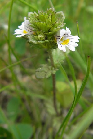 Euphrasia rostkoviana / Common Eyebright, D Rhön, Wasserkuppe 30.5.2012