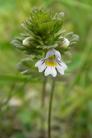 Euphrasia rostkoviana \ Gewhnlicher Augentrost / Common Eyebright, D Rhön, Wasserkuppe 30.5.2012