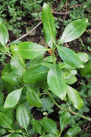 Euonymus fortunei \ Kletter-Spindelstrauch, Kriechspindel-Pfaffenhtchen, D Frankfurt-Praunheim 22.9.2012