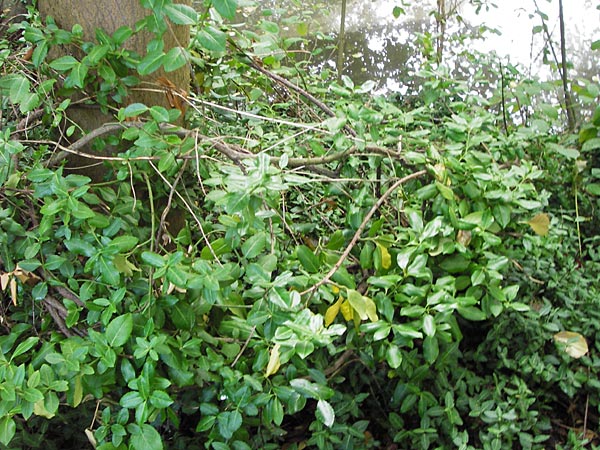 Euonymus fortunei \ Kletter-Spindelstrauch, Kriechspindel-Pfaffenhtchen, D Frankfurt-Praunheim 22.9.2012