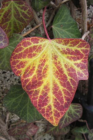 Hedera helix \ Efeu / Ivy, D Mannheim 30.12.2012