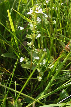 Euphrasia frigida \ Nordischer Augentrost / Cold Weather Eyebright, D Rhön, Wasserkuppe 6.7.2013