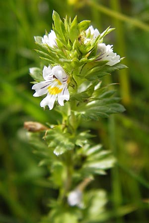 Euphrasia frigida \ Nordischer Augentrost / Cold Weather Eyebright, D Rhön, Wasserkuppe 6.7.2013