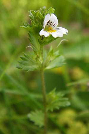 Euphrasia frigida \ Nordischer Augentrost / Cold Weather Eyebright, D Rhön, Wasserkuppe 6.7.2013