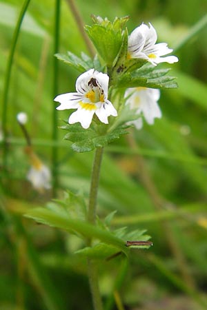 Euphrasia frigida \ Nordischer Augentrost, D Rhön, Wasserkuppe 6.7.2013