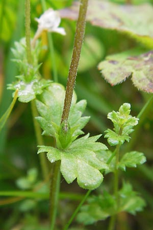 Euphrasia frigida \ Nordischer Augentrost, D Rhön, Wasserkuppe 6.7.2013