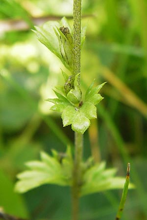 Euphrasia frigida \ Nordischer Augentrost, D Rhön, Wasserkuppe 6.7.2013