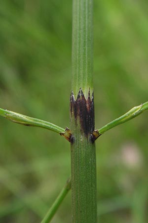 Equisetum x dycei \ Dyces Schachtelhalm / Dyce's Hybrid Horsetail, D Odenwald, Airlenbach 26.7.2013