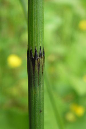 Equisetum x dycei \ Dyces Schachtelhalm / Dyce's Hybrid Horsetail, D Odenwald, Airlenbach 26.7.2013