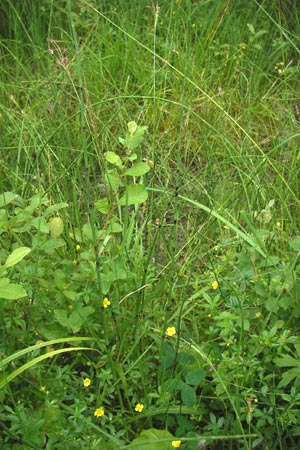 Equisetum fluviatile \ Teich-Schachtelhalm / Water Horsetail, D Odenwald, Airlenbach 26.7.2013