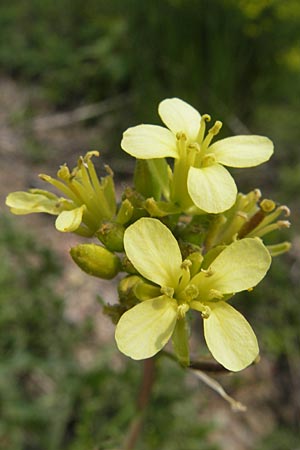 Erucastrum gallicum \ Franzsische Hundsrauke / Hairy Rocket, D Mannheim 1.5.2009