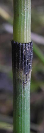 Equisetum x geissertii \ Geisserts Schachtelhalm / Geissert's Horsetail, D Au am Rhein 30.6.2013