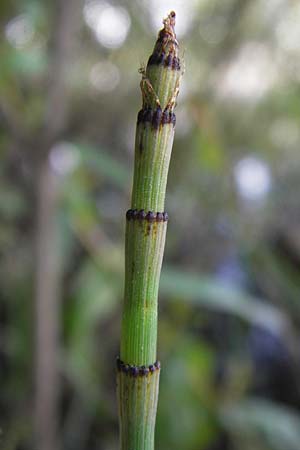 Equisetum x geissertii \ Geisserts Schachtelhalm / Geissert's Horsetail, D Au am Rhein 30.6.2013