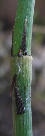 Equisetum x geissertii \ Geisserts Schachtelhalm, D Au am Rhein 30.6.2013