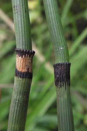 Equisetum x geissertii \ Geisserts Schachtelhalm / Geissert's Horsetail, D Au am Rhein 27.8.2013