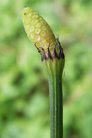 Equisetum x geissertii \ Geisserts Schachtelhalm / Geissert's Horsetail, D Au am Rhein 27.8.2013