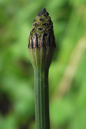 Equisetum x geissertii \ Geisserts Schachtelhalm / Geissert's Horsetail, D Au am Rhein 27.8.2013