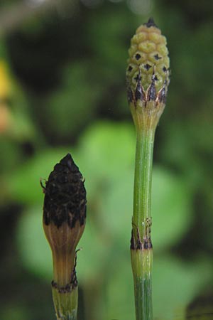 Equisetum x geissertii \ Geisserts Schachtelhalm / Geissert's Horsetail, D Au am Rhein 27.8.2013