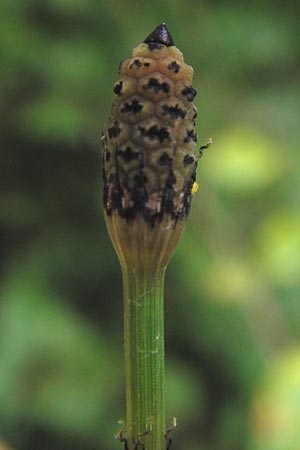 Equisetum x geissertii \ Geisserts Schachtelhalm / Geissert's Horsetail, D Au am Rhein 27.8.2013