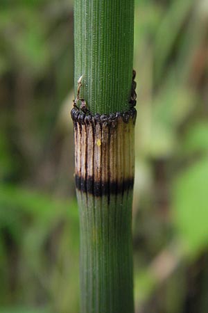 Equisetum x geissertii \ Geisserts Schachtelhalm, D Au am Rhein 27.8.2013