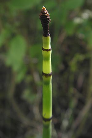 Equisetum x alsaticum \ Elssser Schachtelhalm / Alsatian Horsetail, D Karlsruhe 23.7.2011