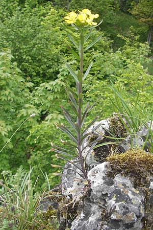 Erysimum virgatum \ Steifer Schterich, D Franken Weismain 18.5.2012