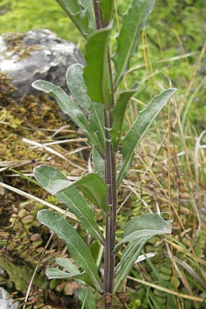 Erysimum virgatum \ Steifer Schterich, D Franken Weismain 18.5.2012