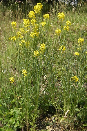 Erysimum virgatum / Hawkweed-Leaved Treacle Mustard, D Eichstätt 4.6.2012