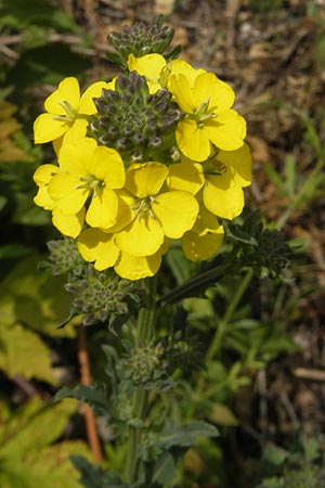 Erysimum virgatum / Hawkweed-Leaved Treacle Mustard, D Eichstätt 4.6.2012