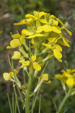 Erysimum virgatum / Hawkweed-Leaved Treacle Mustard, D Eichstätt 4.6.2012