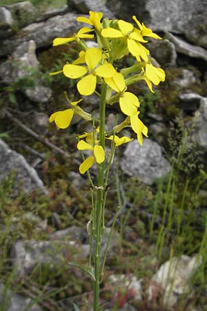 Erysimum virgatum \ Steifer Schterich, D Solnhofen 5.6.2012