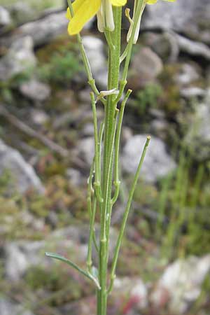 Erysimum virgatum \ Steifer Schterich / Hawkweed-Leaved Treacle Mustard, D Solnhofen 5.6.2012