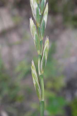 Elymus repens \ Kriechende Quecke / Couch Grass, D Mannheim 25.6.2012