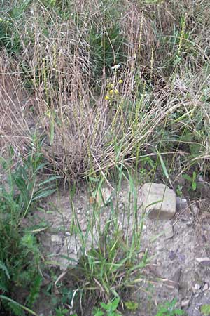 Elymus repens \ Kriechende Quecke / Couch Grass, D Mannheim 25.6.2012