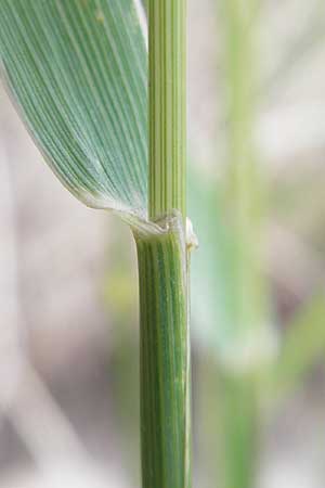 Elymus repens \ Kriechende Quecke, D Mannheim 25.6.2012