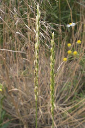 Elymus repens \ Kriechende Quecke, D Mannheim 25.6.2012